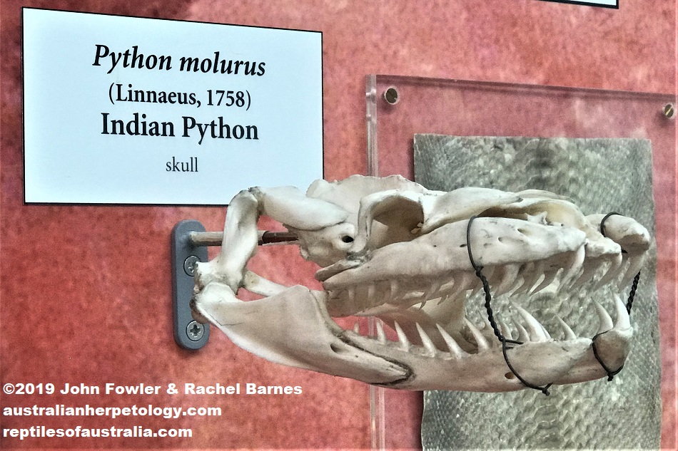 Indian Rock Python Python molurus Skul